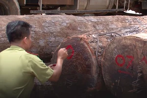 Cục kiểm lâm nói về trùm gỗ lậu Phượng 'râu' 