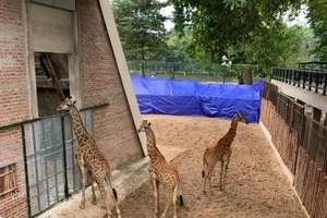 3 con hươu ra Hà Nội: 'Các anh bỏ đi đâu, làm em tìm mãi?'