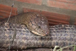 Bộ Nông nghiệp lên tiếng về cặp rắn 'khủng' núi Cấm