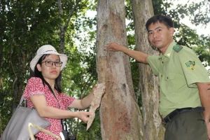 Clip Thẩm phán các toà nói gì về vụ cưa gỗ khô xử tội trộm?