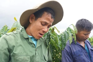 Vụ cưa gỗ khô: Chủ nhiệm Ủy ban Tư pháp yêu cầu báo cáo 