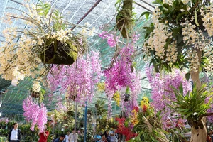 VKSND Tối cao trả lời về định giá hoa lan, vật nuôi…