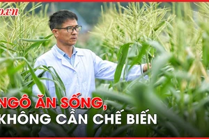 Video: Cận cảnh giống ngô ăn sống, thơm ngon như hoa quả