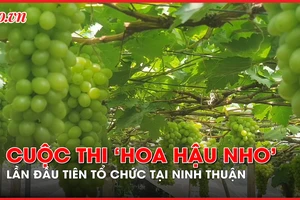 Ninh Thuận tất bật chuẩn bị cho cuộc thi ‘hoa hậu nho’