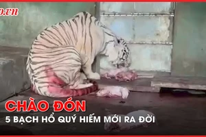 Video: Khu du lịch Vườn Xoài đón 5 bạch hổ Bengal quý hiếm vừa ra đời