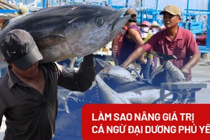 Làm sao nâng giá trị cho cá ngừ đại dương Phú Yên?