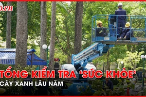 Tổng kiểm tra ‘sức khoẻ’ cây lâu năm tại TP.HCM