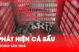Hoảng hồn phát hiện cá sấu nặng 8kg trong sân nhà