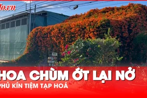 Dàn hoa chùm ớt lại nở, phủ kín tiệm tạp hoá có một không hai trên xứ ngàn hoa