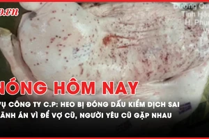 Nóng hôm nay: Vụ Công ty C.P bị tố bán thịt heo bệnh: Heo bị đóng dấu kiểm dịch sai