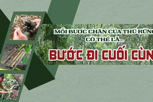 Video điều tra: Đối diện 'ma trận' bẫy thú rừng trong Vườn quốc gia Cát Tiên