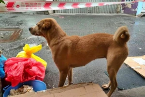 Cảm động chuyện F0 gửi chó cưng nhờ người chăm giúp khi đi cách ly 