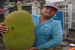 Trái mít khủng dài 0,7 m, nặng gần 25 kg