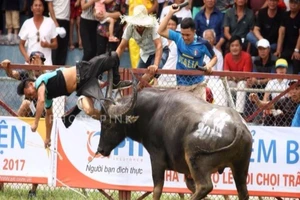 Chọi trâu: Một sinh mạng quá đủ cảnh tỉnh!