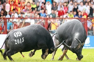 Không tổ chức mới cái gọi là 'lễ hội chọi trâu'