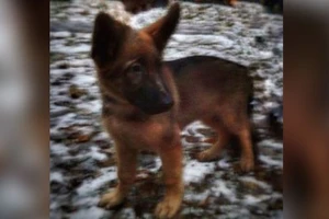 Nga tặng Pháp chó béc giê sau khi ‘người hùng bốn chân’ Diesel hy sinh