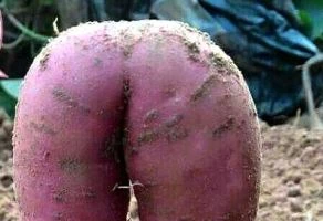 Đỏ mặt với củ khoai lang 'gợi cảm'