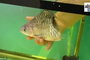 Kỳ diệu: Chú cá mất nửa cơ thể vẫn bơi lội tung tăng 