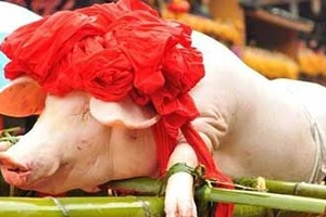 Trung Quốc: Thưởng tết cho nhân viên bằng lợn sống 