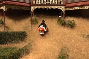 Loài cỏ kỳ lạ 'nuốt chửng' cả thị trấn ở Úc