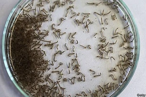 Phát hiện ca nhiễm virus Zika đầu tiên ở Lào