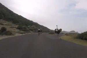 Hai tay đua xe đạp bỗng dưng bị đà điểu rượt đuổi