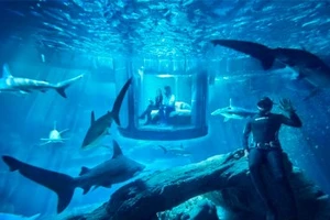 Đến thủy cung ở Paris để ngủ với cá mập 