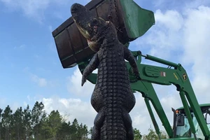 Mỹ bắn chết cá sấu 380 kg ăn thịt gia súc