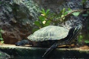 Giấu 51 con rùa trong quần, lĩnh án tù 5 năm