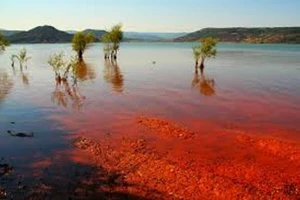 Cá chết hàng loạt vì 'thủy triều đỏ', hàng ngàn ngư dân phẫn nộ