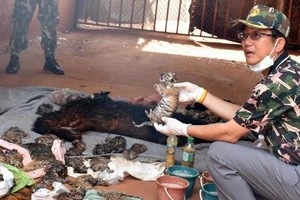 Phát hiện 40 xác hổ con trong ngôi đền nổi tiếng Thái Lan