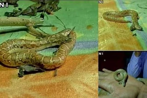 Phát hiện rắn hai đầu hiếm thấy ở Ấn Độ