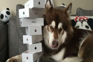 Thiếu gia Trung Quốc chơi trội, mua 8 iPhone 7 cho chó