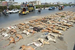 Sợ chó cắn, Pakistan đánh thuốc độc hơn 1.000 con chó