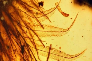 Tìm thấy đuôi khủng long 99 triệu năm trong hổ phách