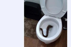 Hoảng hồn phát hiện ổ rắn chuông 24 con trong nhà