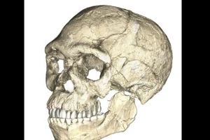 Con người xuất hiện 300.000 năm xưa hơn ta tưởng?