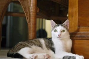 Giết 21 con mèo, ngồi tù 16 năm