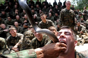 Xem lính Mỹ diễn tập uống máu rắn hổ mang trực tiếp