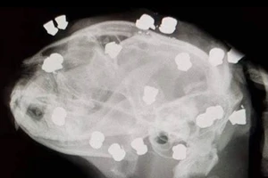 Chú mèo sống sót kỳ diệu dù bị bắn trúng 18 viên đạn