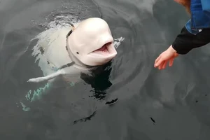 Thực hư chuyện cá voi trắng nghi làm gián điệp cho Nga