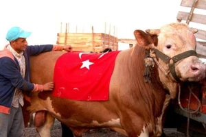 Thổ Nhĩ Kỳ: Lấy tên S-400 để đặt cho con bò hiến tế