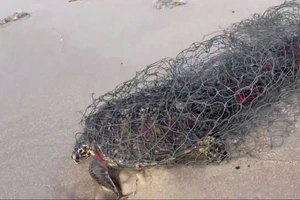Giải cứu rùa mắc kẹt vào lưới trong chuyến đi du lịch