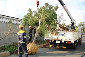 Đốn hạ, di dời hơn 230 cây xanh để mở rộng đường Võ Văn Kiệt