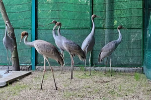 Ngắm đàn sếu đầu đỏ quý hiếm ở Thảo Cầm Viên Sài Gòn
