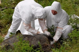 Các quốc gia châu Âu ngăn chặn dịch tả heo Châu Phi ra sao?