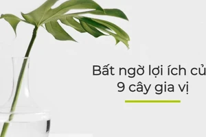 Bất ngờ lợi ích của 9 cây gia vị sau