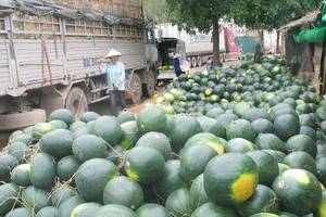 Trung Quốc thuê hàng trăm hecta trồng dưa hấu ở Lào, Campuchia