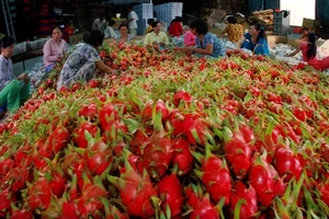 Thanh Long xuất sang Trung Quốc có giá 14.000 đồng/kg