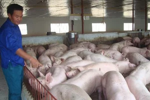 Bộ Công Thương cảnh báo việc xuất heo sống sang Trung Quốc